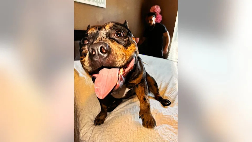 <div>Mickens' dog Soldier</div>