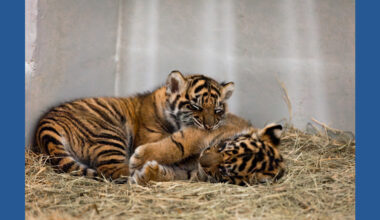 Dallas Zoo calls on public to help name Sumatran tiger cub and support wildlife conservation