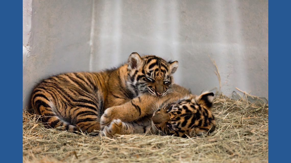 Dallas Zoo calls on public to help name Sumatran tiger cub and support wildlife conservation