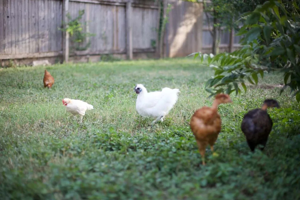 If someone violates the permit or city ordinance, the city may revoke the permit, according to ACS (Courtesy of Katya Dron)