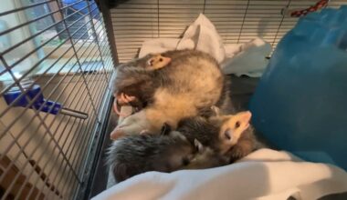 North Texas Wildlife Center sees unprecedented surge in injured, orphaned animals