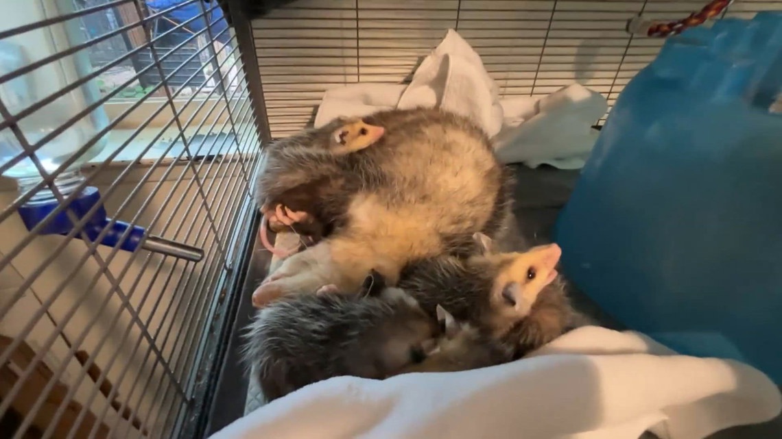 North Texas Wildlife Center sees unprecedented surge in injured, orphaned animals