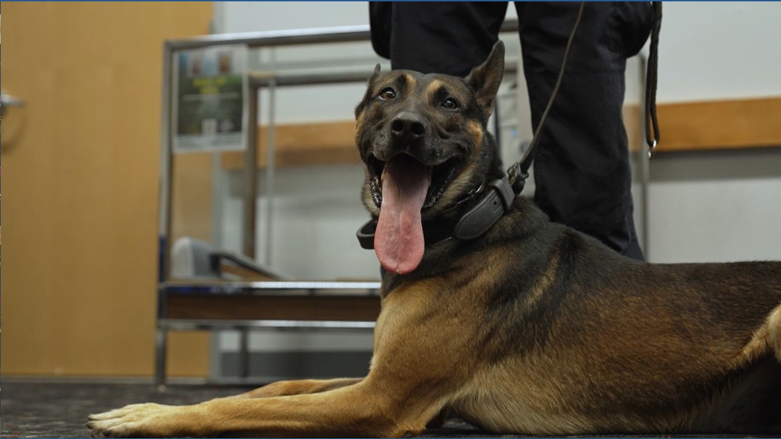 Dallas Police hold retirement ceremony for K-9 officer who survived shooting in 2023