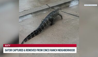 Houston headlines: Gator takes stroll through Cinco Ranch neighborhood