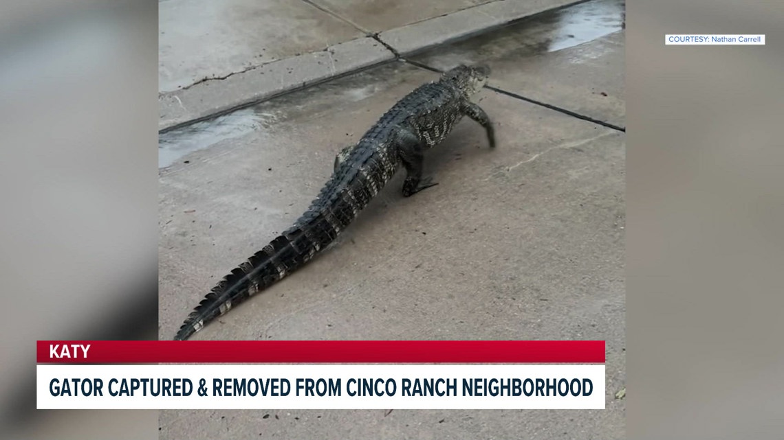 Houston headlines: Gator takes stroll through Cinco Ranch neighborhood