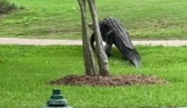 More alligator sightings in Houston area during mating season