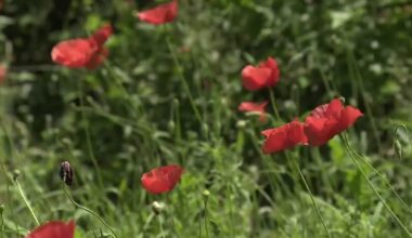 Georgetown Red Poppy Festival returns; vendors hope for high sales