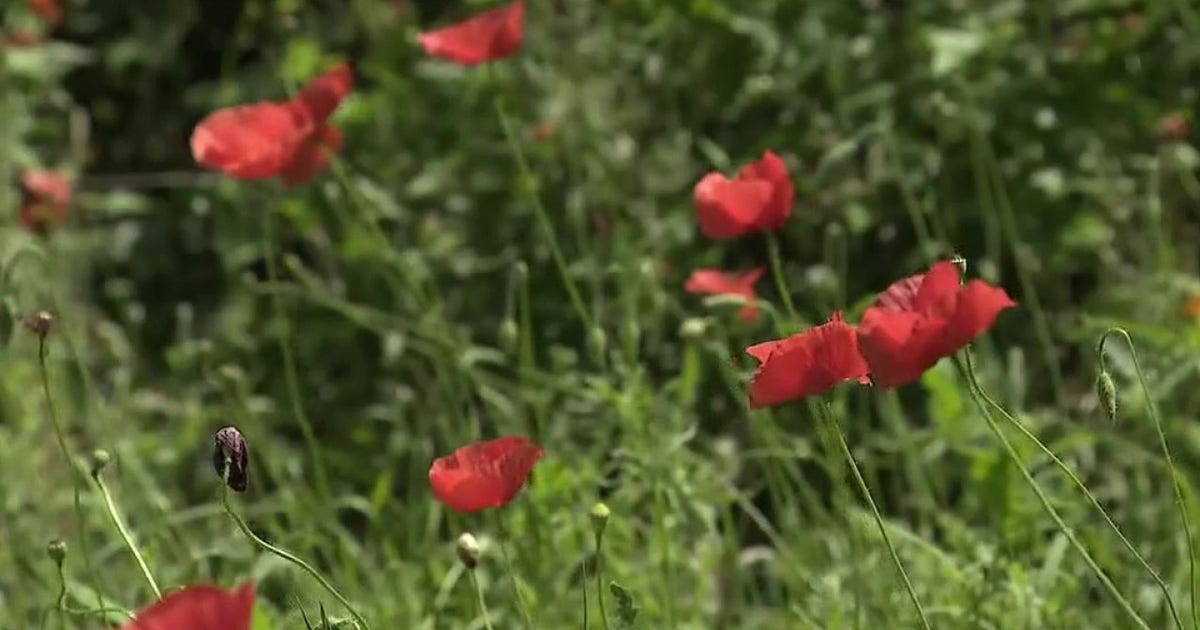 Georgetown Red Poppy Festival returns; vendors hope for high sales
