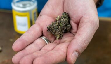 Texas hemp shops celebrate reprieve after court halts smokable THC ban