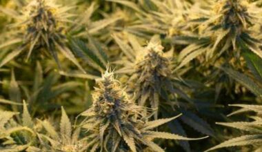 Texas cannabis companies sue state over smokeable hemp ban