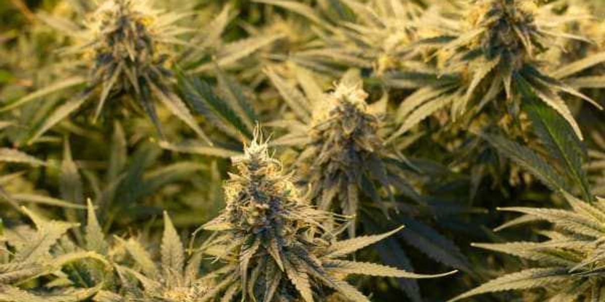 Texas cannabis companies sue state over smokeable hemp ban