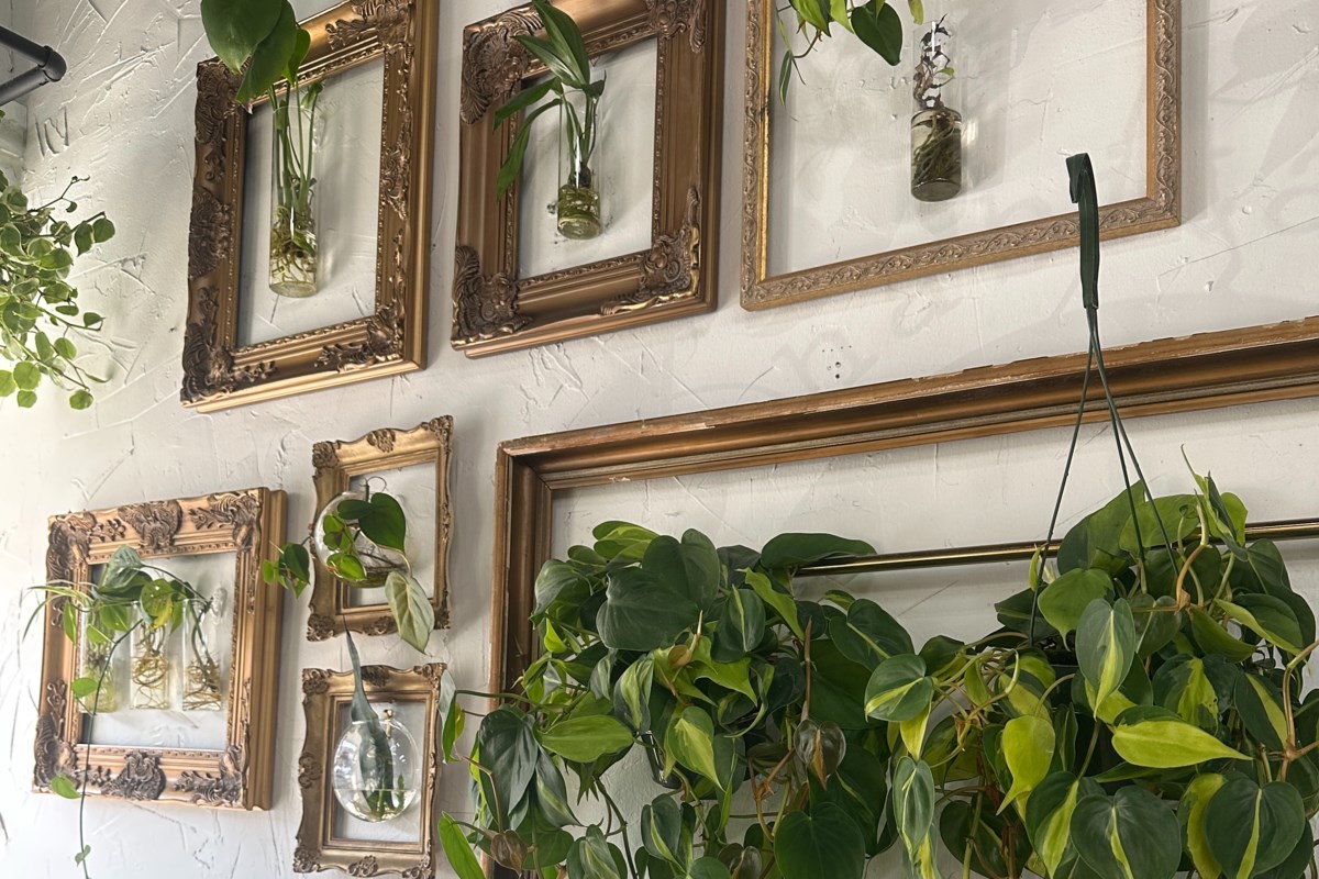 Habitat Plants & Coffee Is Bringing Its Plant-Filled Café To Plano - Local Profile