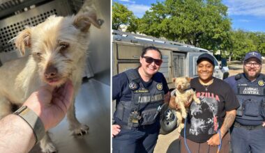 Dog reunited with Irving owner after four years missing
