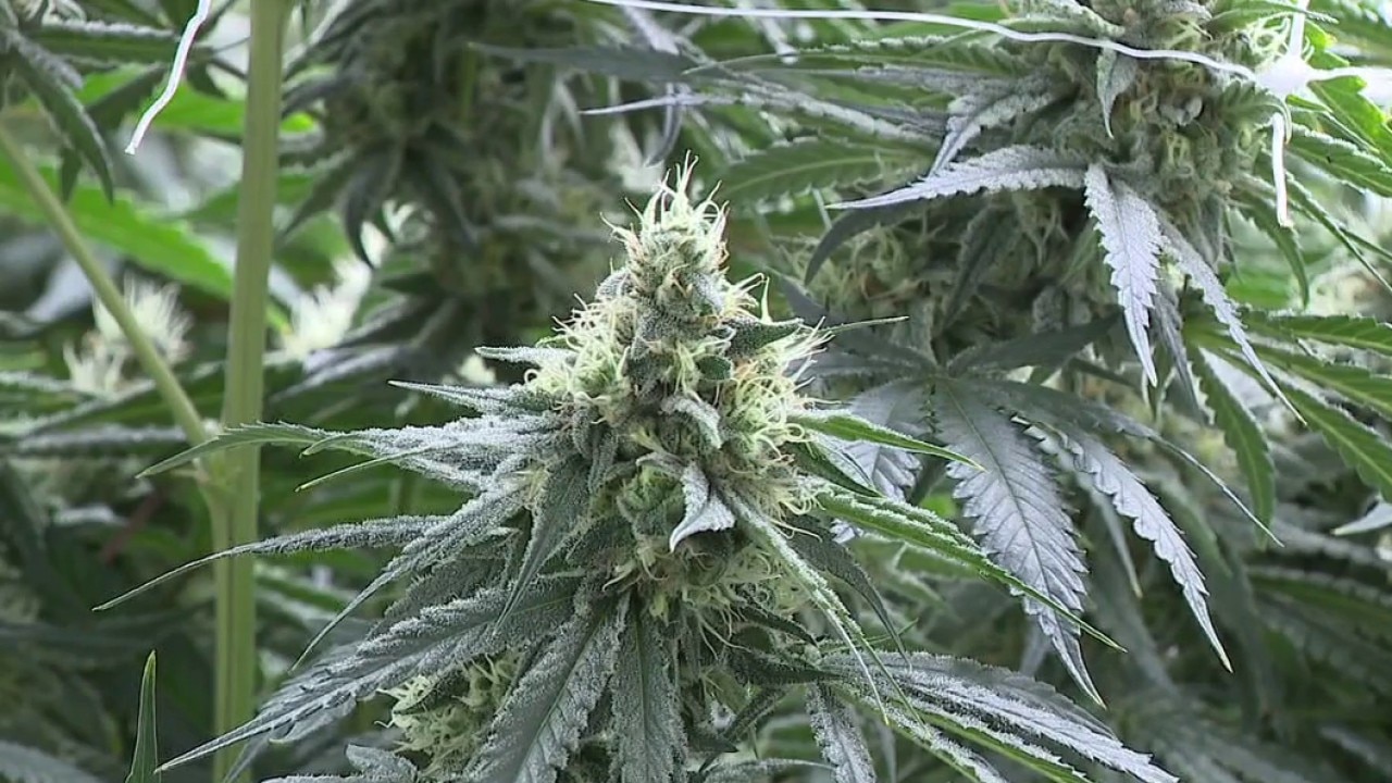 PREVIOUS COVERAGE: Trump orders marijuana reclassification