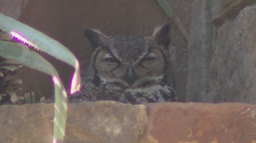 PREVIOUS COVERAGE: Owl welcomes hatchlings in Austin