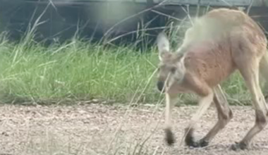 Runaway kangaroo spotted on Texas highway
