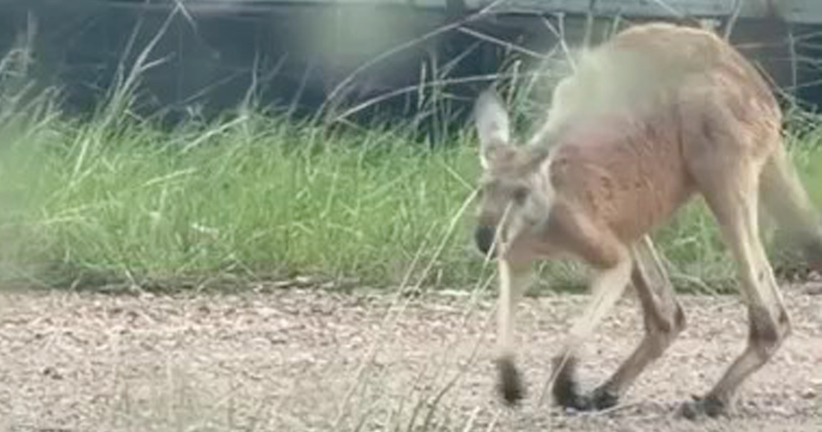 Runaway kangaroo spotted on Texas highway