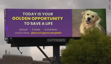 North Texas golden retriever honored with adoption billboard – NBC 5 Dallas-Fort Worth