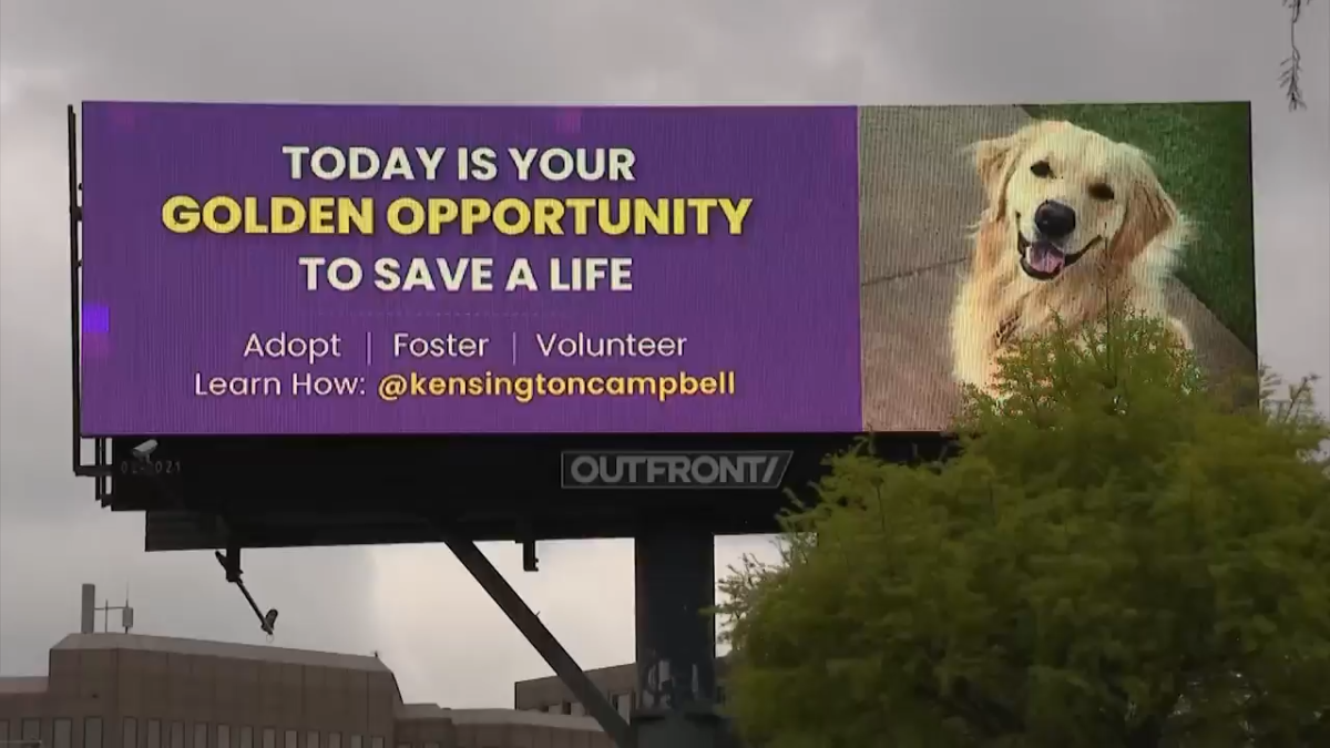 North Texas golden retriever honored with adoption billboard – NBC 5 Dallas-Fort Worth