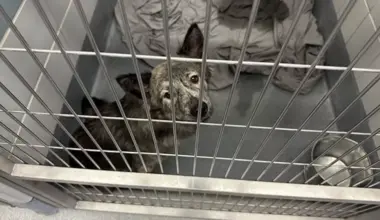 San Antonio Animal Care Service offering zero-cost pet adoptions this weekend