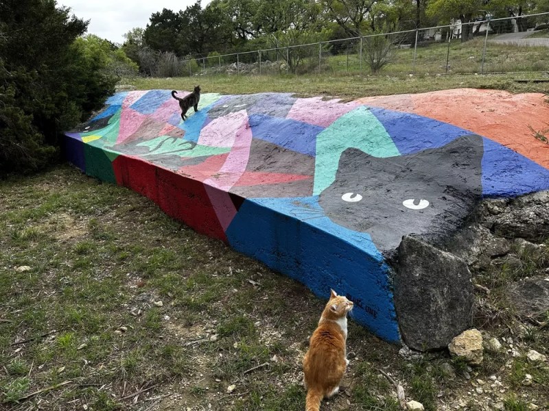 San Antonio-area cat sanctuary launches online fundraiser for second location