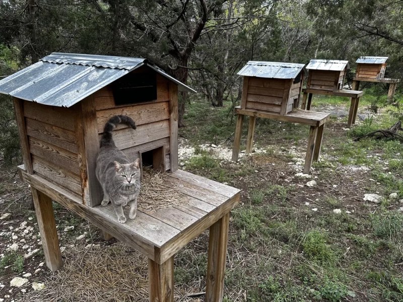 San Antonio area cat sanctuary seeks volunteers to help out