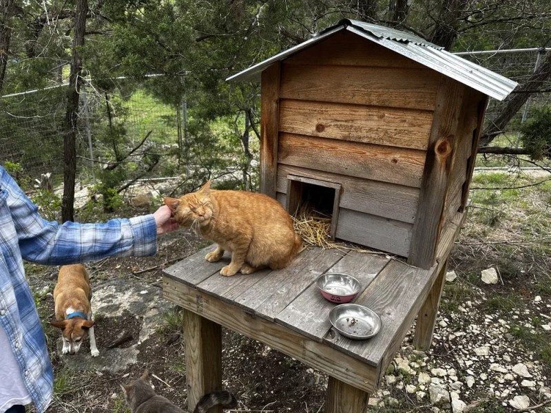 Herding Cats: How one local woman is fighting to tame San Antonio’s stray problem