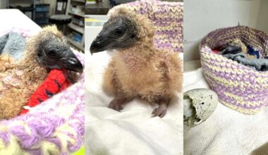 Baby vulture hatches at Austin Wildlife Rescue in time for Easter