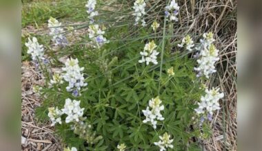 'Rare' albino bluebonnets spotted again in Burnet County state park