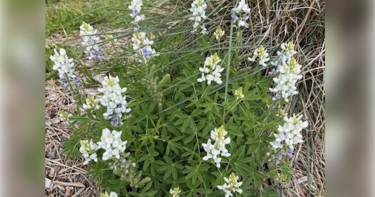 'Rare' albino bluebonnets spotted again in Burnet County state park