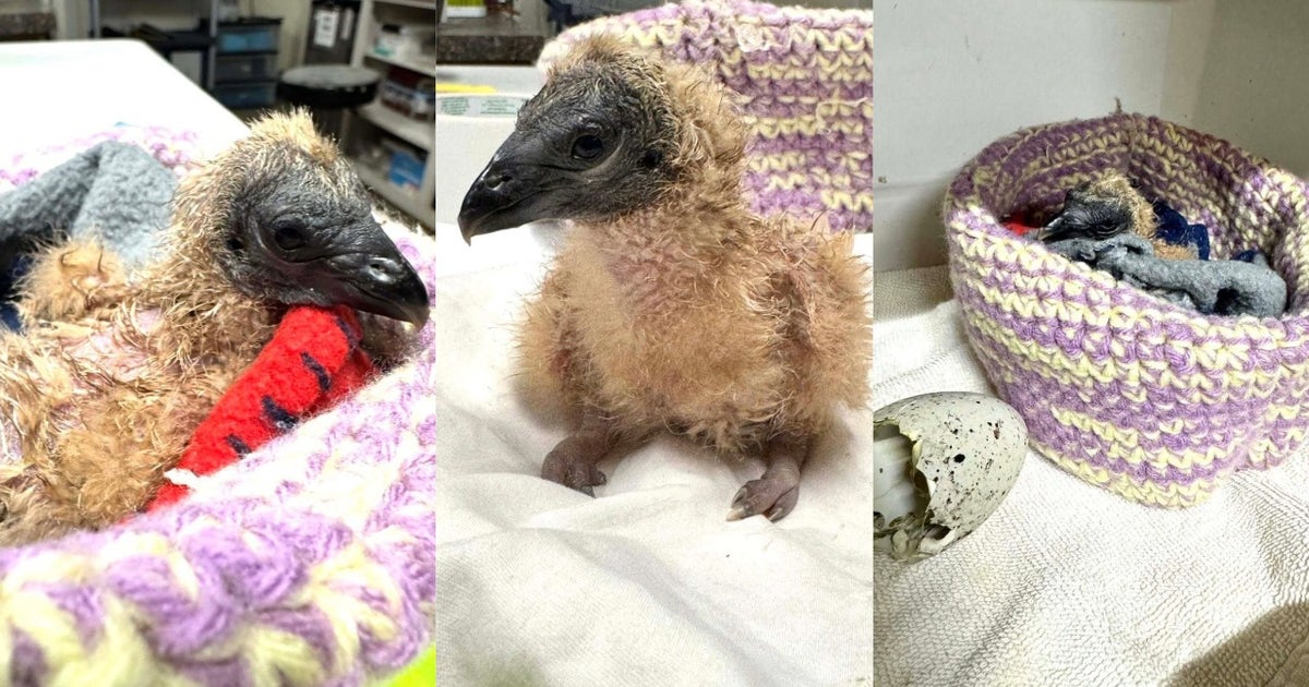 Baby vulture hatches at Austin Wildlife Rescue in time for Easter