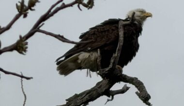 White Rock Lake eagles & their chicks survive thunderstorms