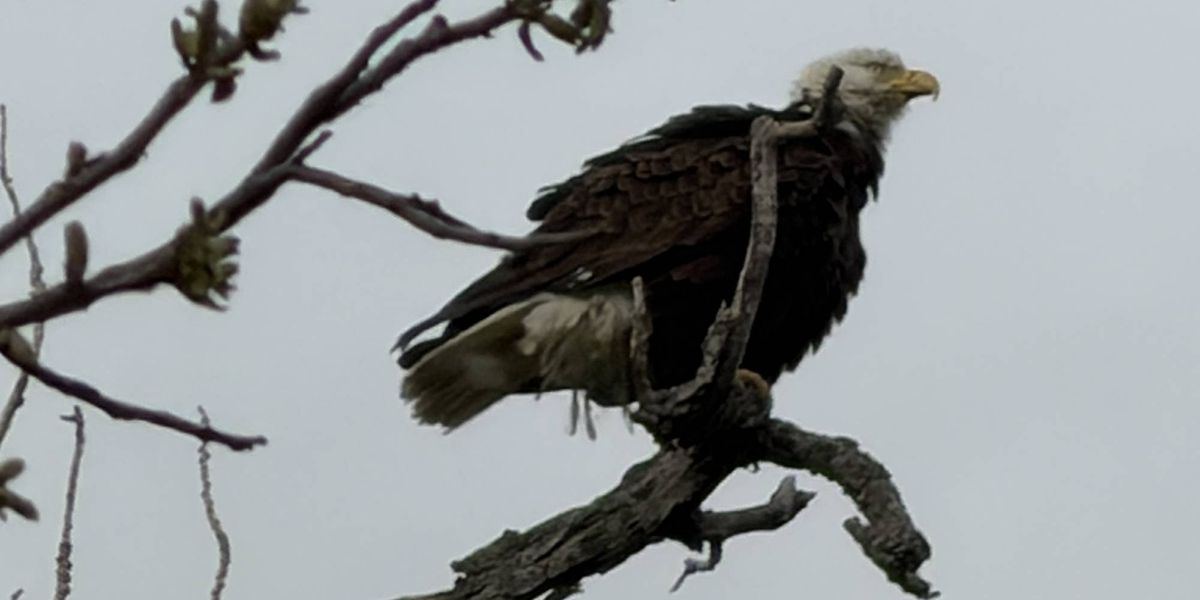 White Rock Lake eagles & their chicks survive thunderstorms