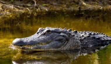 Lake Arlington Angler Busted: Crucial Alligator Rule Warning