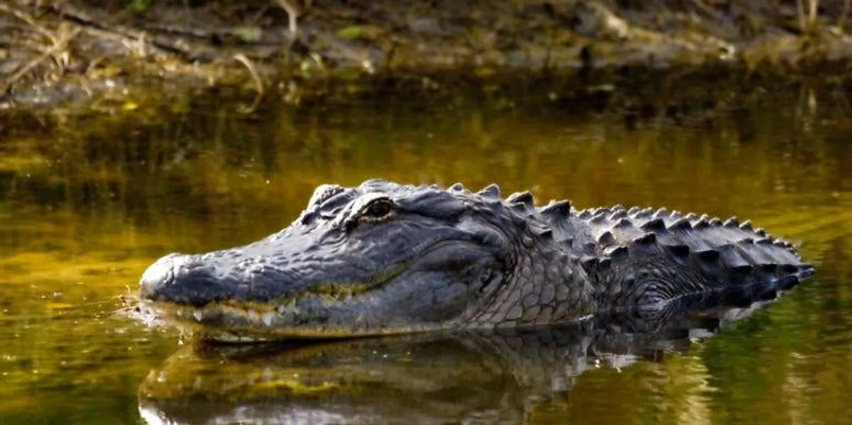 Lake Arlington Angler Busted: Crucial Alligator Rule Warning