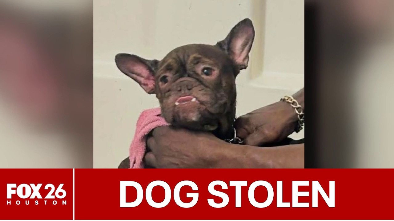 Dog stolen at gunpoint in Houston