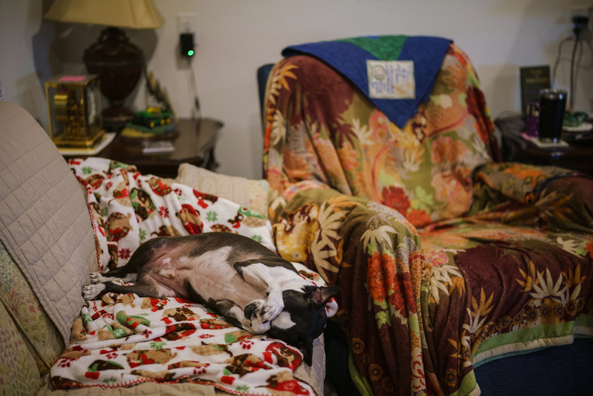Jackie Lynn Chestnutt’s dog, Einstein, rests on a sofa in her home in Knickerbocker, Texas on Tuesday, November 18, 2025. Chesnutt has fought to rehabilitate her property southwest of San Angelo for years, after discovering numerous leaking oil wells that do not produce anymore.