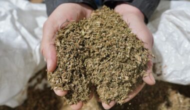 Hearing on smokeable hemp ban in Texas delayed