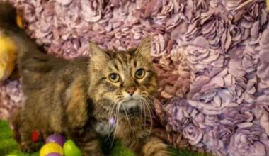 Austin's Purr-fecto Cat Lounge to open San Antonio location