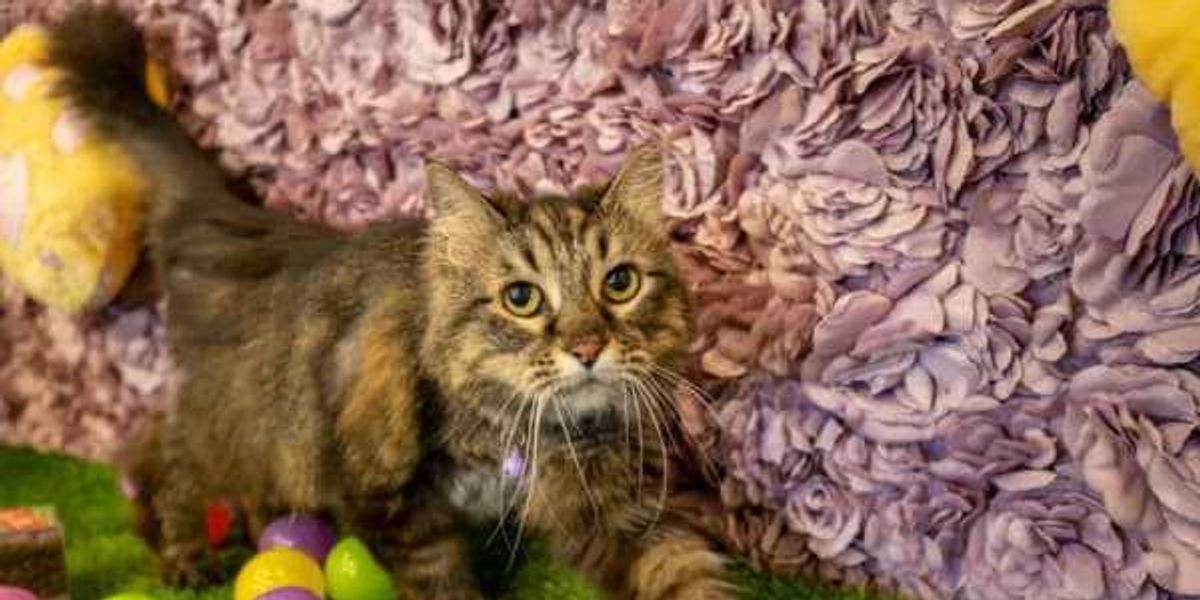 Austin's Purr-fecto Cat Lounge to open San Antonio location