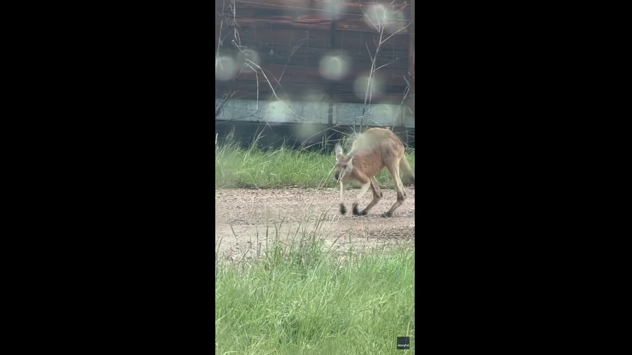 VIDEO: Kangaroo spotted on Texas highway