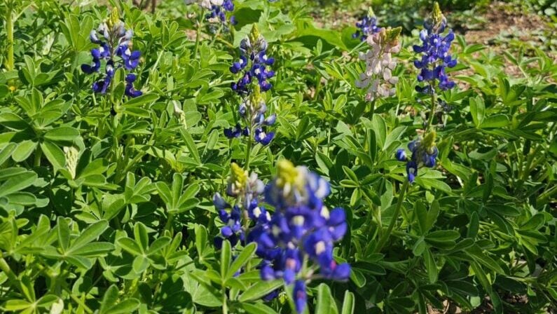 Bluebonnets San Antonio - Mitchell Lake Audubon Center