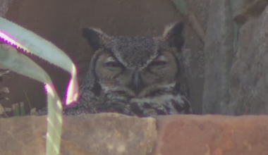 Athena the owl welcomes new owlets in Austin