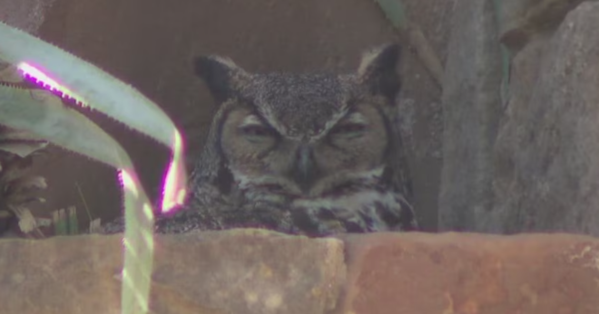 Athena the owl welcomes new owlets in Austin
