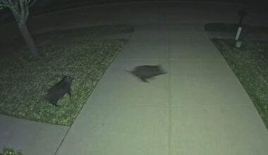 Mesquite residents demand action as feral hog sightings, damage increase