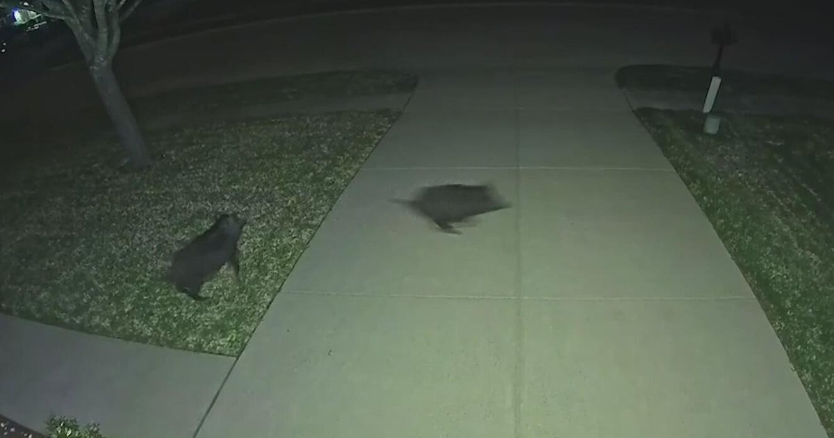 Mesquite residents demand action as feral hog sightings, damage increase