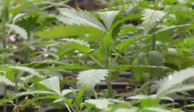 Texas medical marijuana program in process of expanding