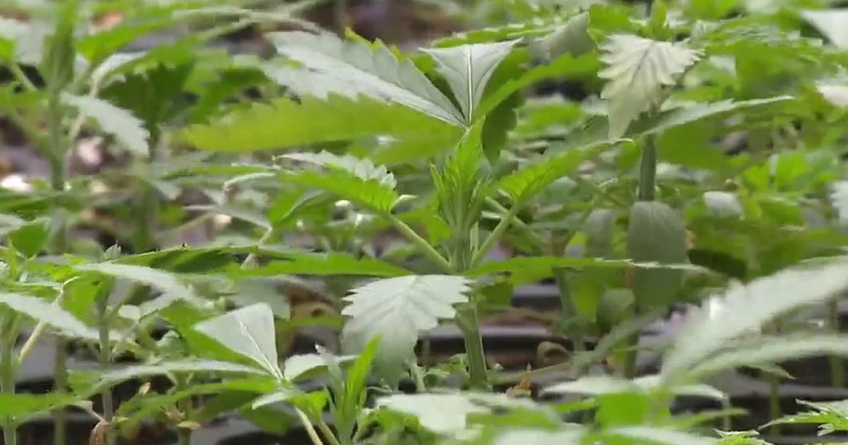 Texas medical marijuana program in process of expanding