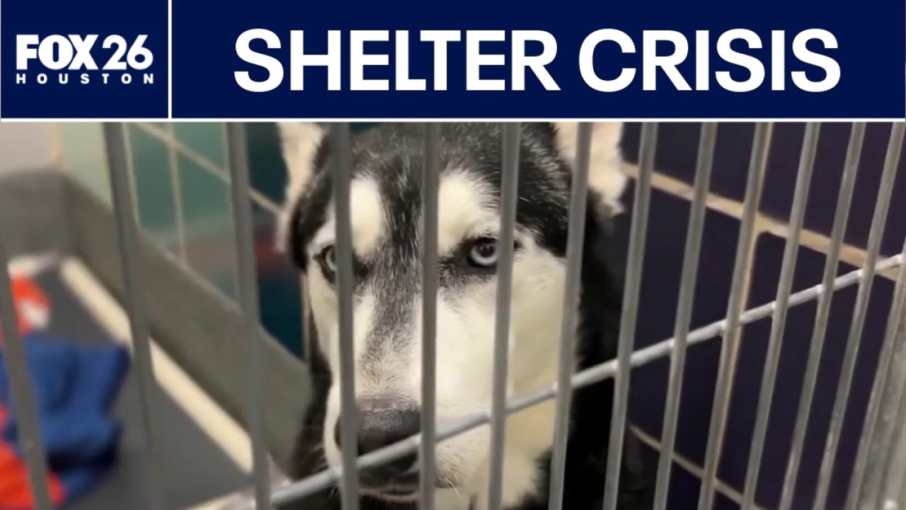 Nonprofit says BARC euthanizes most adoptable Texas pets