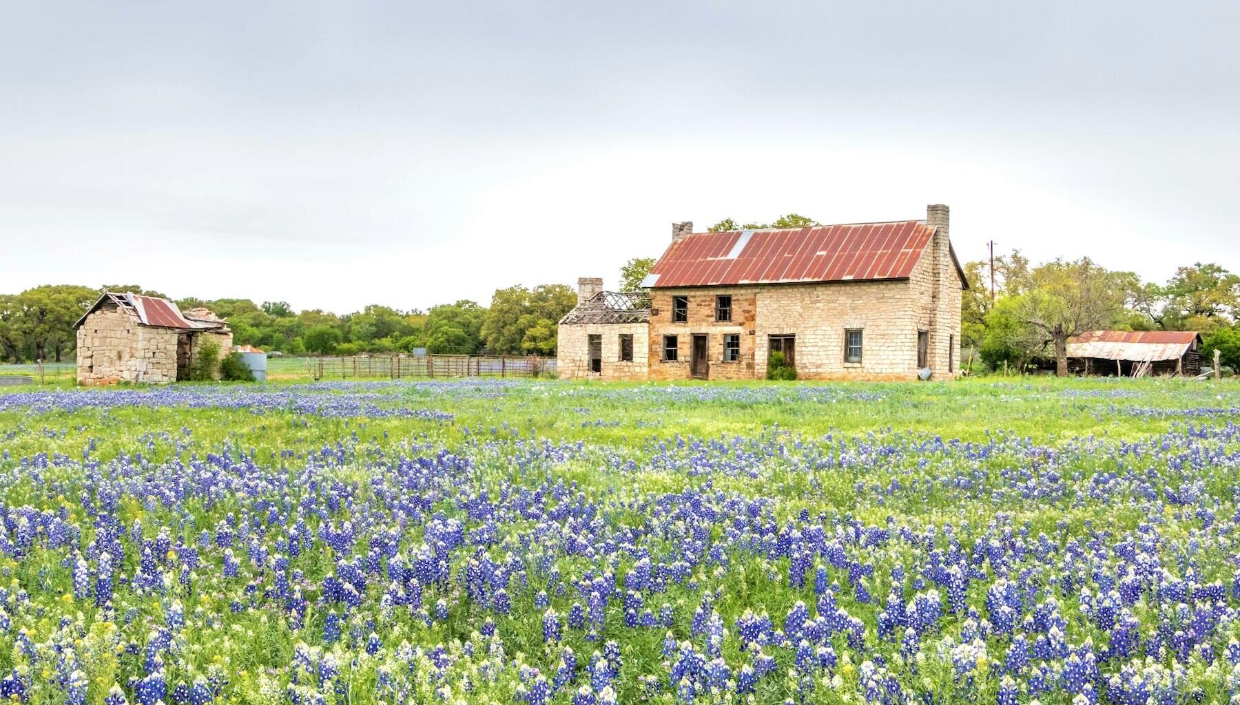 Texas Wildflower Road Trip Guide From Austin to Brenham